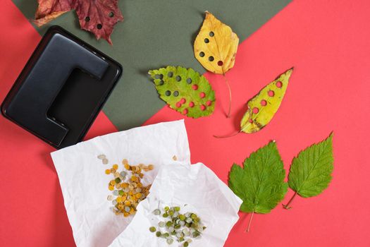 hole punch and leaves for handcrafting party confetti, eco confetti of autumn and fresh leaves, preparation for christmas, zero waste party decor, red and green background