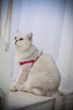 an adult cat breed Scottish chinchilla with straight ears in a red leash is waiting for a walk