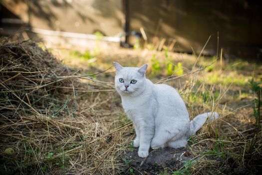 Scottish cat chinchilla with straight ears walks on the street, outdoors