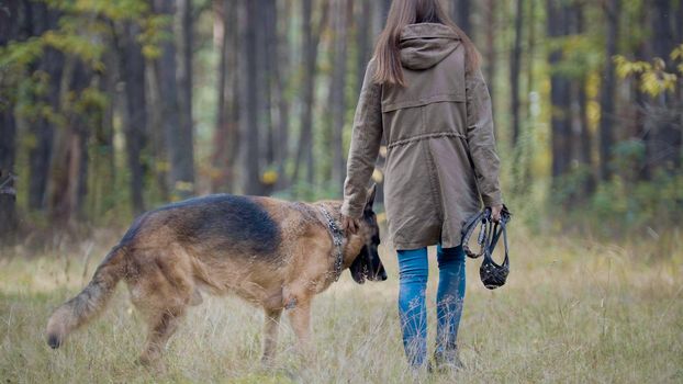 Pet - German shepherd dog in the autumn forest - rear view, telephoto