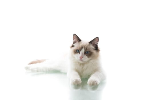 Young beautiful Ragdoll cat isolated on white background