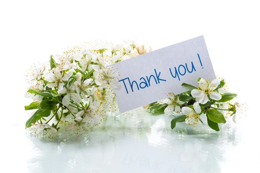 thank you card and blooming spring branch with flowers isolated on white background