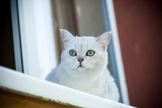 Scottish chinchilla cat with straight ears sits on the windowsill in the fresh air