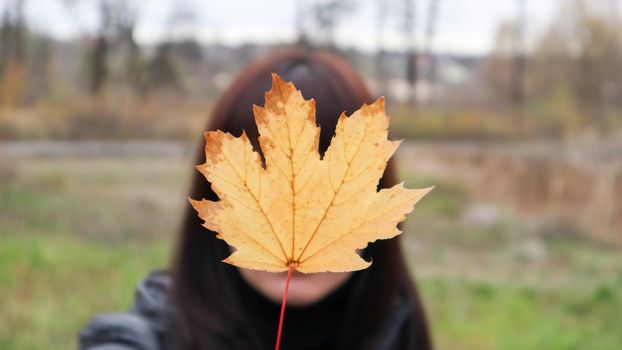 Girl holds a yellow maple leaf in front of her. A young woman covered her face with a yellow autumn maple leaf in a park. Lovely girl enjoying the warm weather. Autumn mood. Enjoy the season.