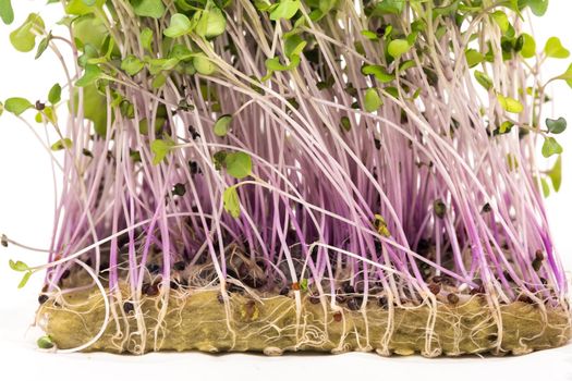 Micro-green seed seedlings on a white isolated background.