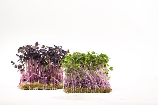 Micro-green seed seedlings on a white isolated background.