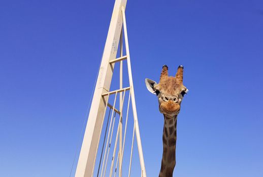 Close up giraffe with a happy smiling expression. Head and neck isolated on blue background.
