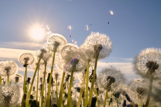 Dandelion meadow. The wind blows away the dandelion seeds. Backlight sunlight.
