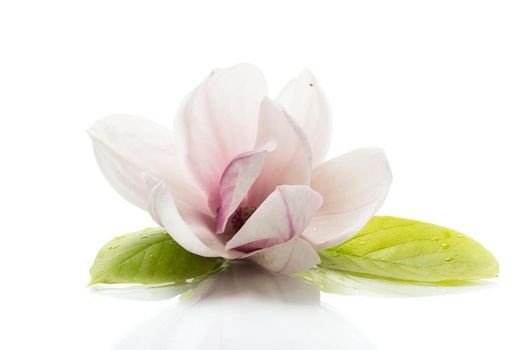 one pink flower on a branch of blooming magnolia close up isolated on white background