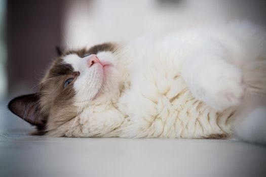 Young healthy beautiful purebred Ragdoll cat, at home