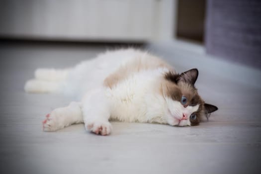 Young healthy beautiful purebred Ragdoll cat, at home