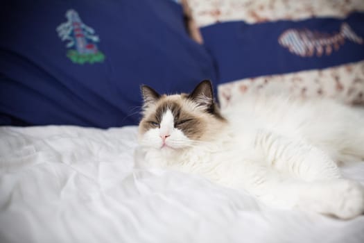 Young healthy beautiful purebred Ragdoll cat, on the bed