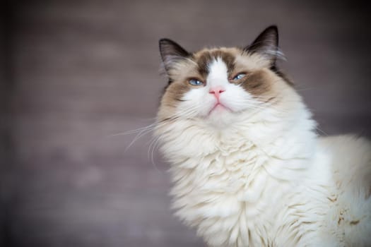 Young healthy beautiful purebred Ragdoll cat, at home