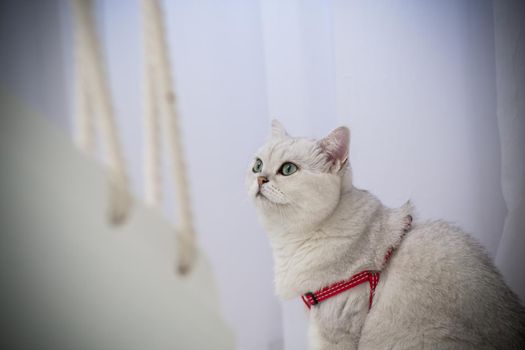 an adult cat breed Scottish chinchilla with straight ears in a red leash is waiting for a walk