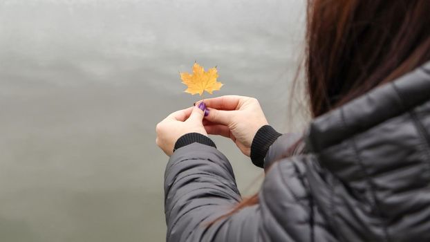 Yellow maple leaf in hand with nature in background. Colorful maple leaf. Useful as seasonal autumn background. The girl is holding a maple leaf in her hand. Autumn concept