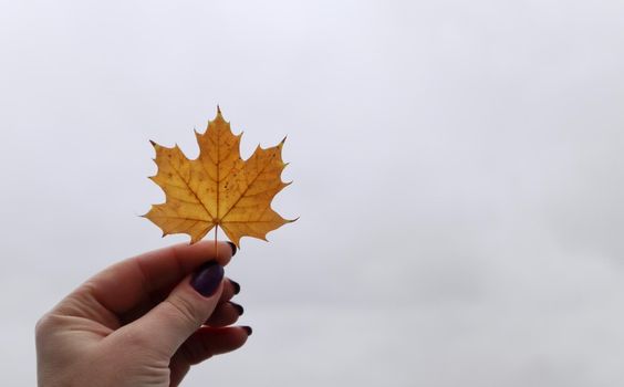 Yellow maple leaf in hand with nature in background. Colorful maple leaf. Useful as seasonal autumn background. The girl is holding a maple leaf in her hand. Autumn concept