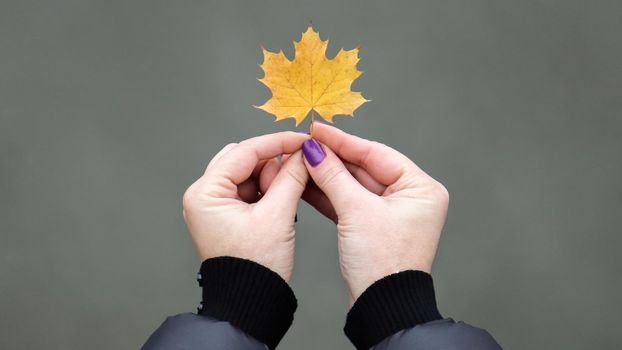 Yellow maple leaf in hand with nature in background. Colorful maple leaf. Useful as seasonal autumn background. The girl is holding a maple leaf in her hand. Autumn concept