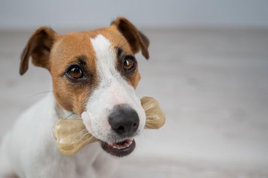 The dog holds a bone in its mouth. Jack russell terrier eating rawhide treat