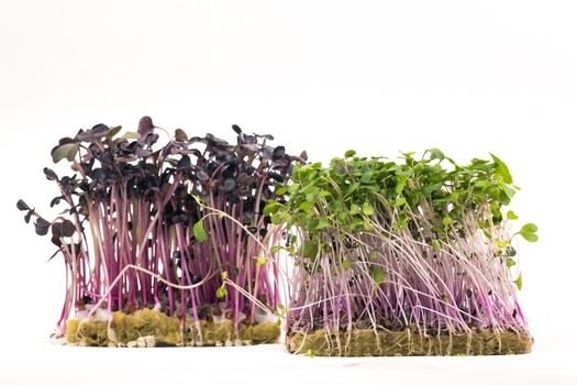 Micro-green seed seedlings on a white isolated background.