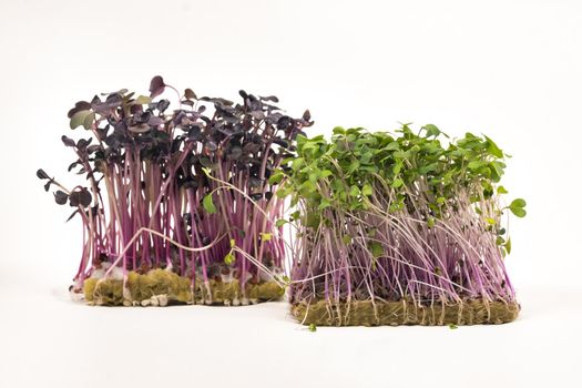 Micro-green seed seedlings on a white isolated background.