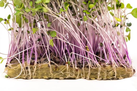 Micro-green seed seedlings on a white isolated background.