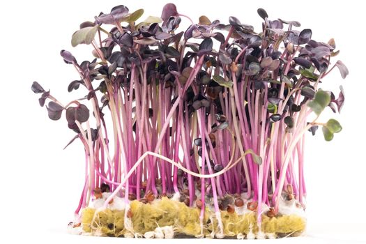 Micro-green seed seedlings on a white isolated background.