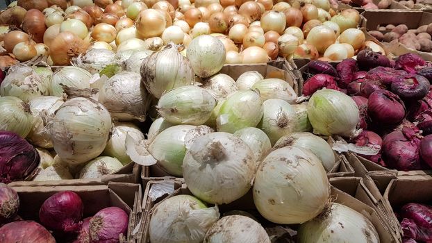 Many small onion bulbs for planting. Different varieties of onions.
