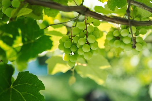 Grapes green leaves plants nature sun summer. High quality photo