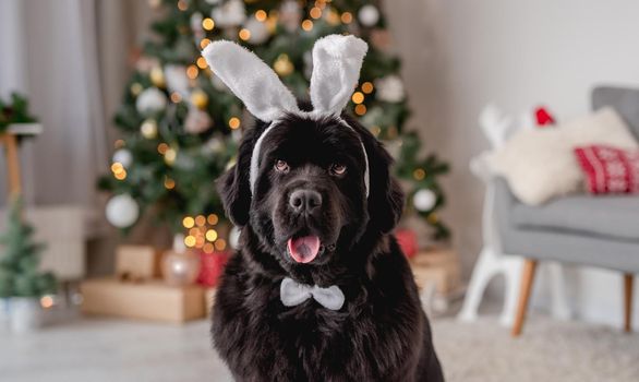 Newfoundland dog with butterfly tie and hare ears rim sitting near christmas tree at home