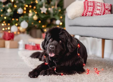 Newfoundland dog lying on floor at home with illuminated christmas tree on background