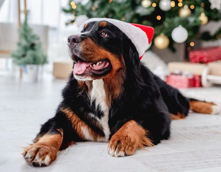 Bernese mountain dog in santa hat lying near illuminated christmas tree at home
