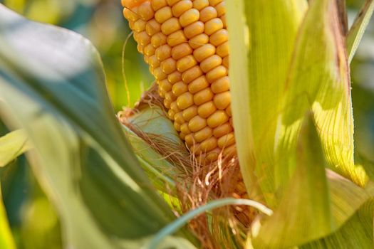 Ripe corn in the field of farmland wait for harvest. Closeup