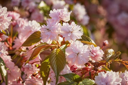 Blooming double pink Japanese cherry flowers , close-up