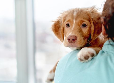 Toller puppy having fun sitting on owner shoulder at home