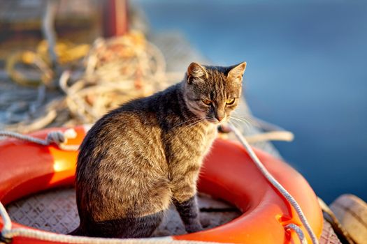 Gray adult cat sits at a rescue station on the water.Close-up