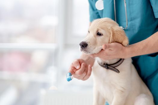 Brushing teeth of retriever puppy by veterinar