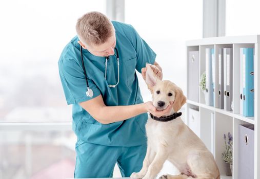 Professional vet examines lovely retriever puppy indoors