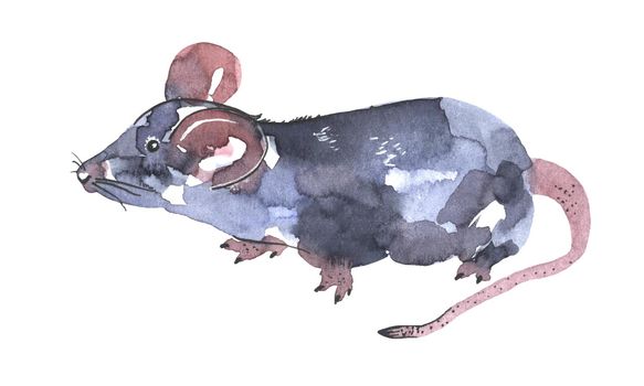 Mouse watercolour illustration. Funny icon of animal. Grey rat with pink ears isolated on white background. 2020 new year painting symbol. Drawing art object for design.