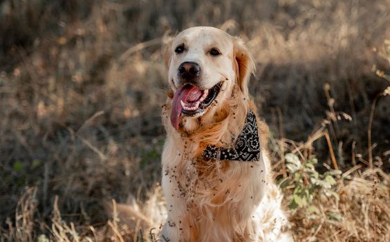 Golden retriever dog with weed thorns on its fur sitting in autumn day in grass outdoors. Purebred pet labrador at nature