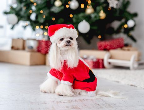 Maltese dog in santa suit near decorated christmas tree at home