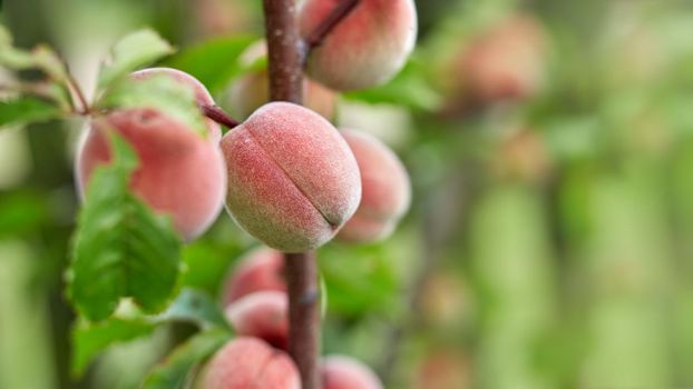 Ripe peaches ready to pick on tree branches