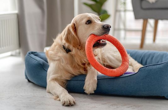 Golden retriever dog playing with bite ring toy at home