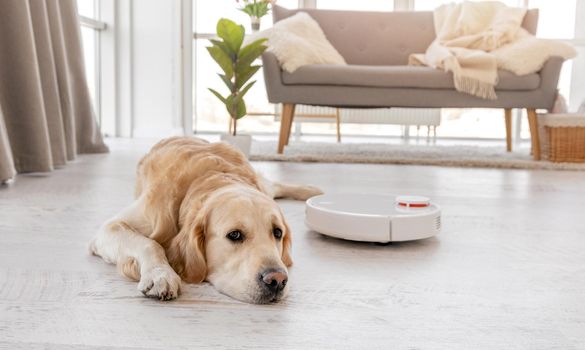 Cute golden retriever dog lying on the floor at home while robot vacuum cleaner works close to him