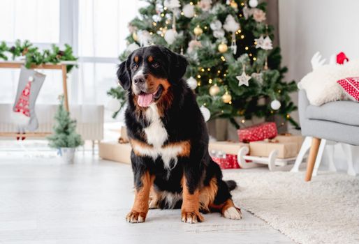 Bernese mountain dog sitting under decorated christmas tree in festive room