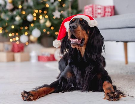 Scottish setter dog in santa hat lying on white carpet at home with illuminated christmas tree on background