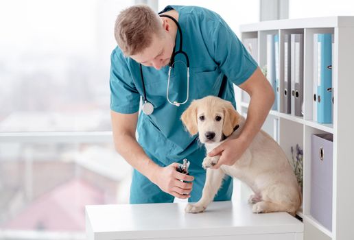 Young veterinarian cutting golden retriever dog claws