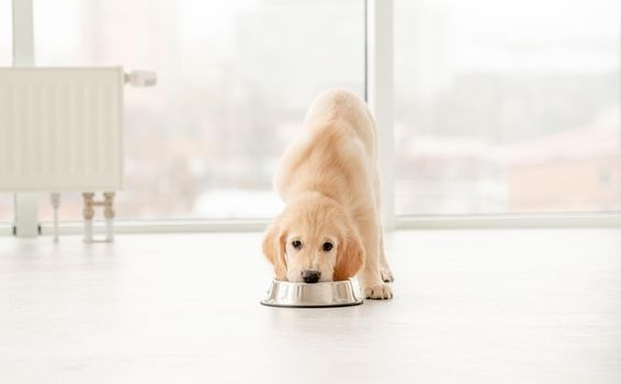 Adorable golden retriever puppy eating from bowl indoors