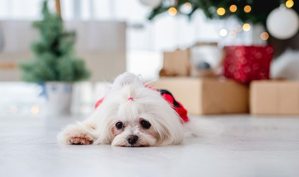 Maltese dog in santa suit lying near decorated christmas tree at home