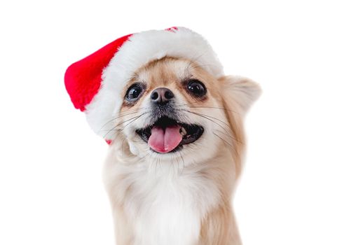 Chihuahua dog portrait in red Santa hat with open mouth isolated on white background. Christmas holidays doggy closeup