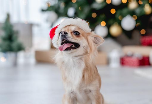 Chihuahua dog in santa hat standing on floor beside decorated christmas tree at home